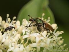Trichiotinus bibens