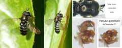 Paragus pecchiolii