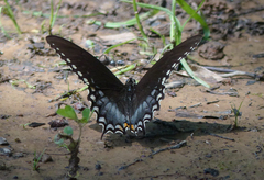 Papilio troilus troilus