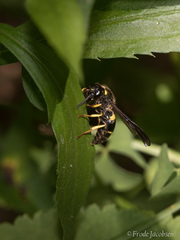 Ancistrocerus spinolae