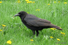 Corvus brachyrhynchos
