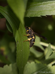 Ancistrocerus spinolae