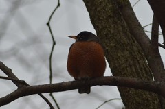 Turdus migratorius
