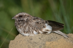 Eleothreptus candicans