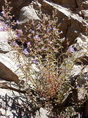 Penstemon diphyllus