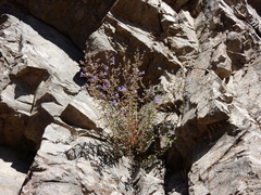 Penstemon diphyllus