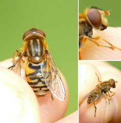 Parhelophilus versicolor