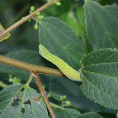 Pingasa chlora