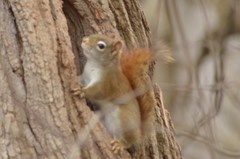 Tamiasciurus hudsonicus