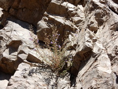 Penstemon diphyllus