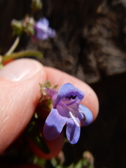 Penstemon diphyllus