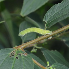 Pingasa chlora