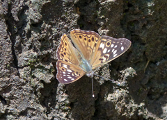 Asterocampa celtis celtis