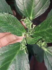 Caperonia castaneifolia