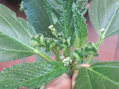 Caperonia castaneifolia