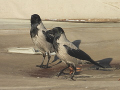 Corvus cornix