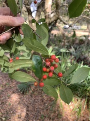 Ilex × attenuata