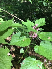 Lamium orvala