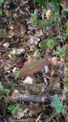 Rhodostrophia calabra