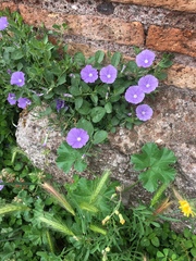 Convolvulus sabatius