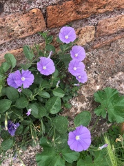 Convolvulus sabatius