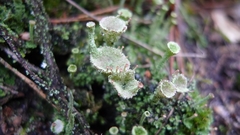 Cladonia chlorophaea