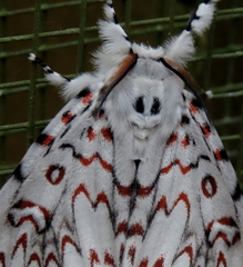 Lymantria nephrographa