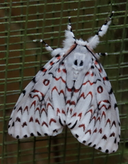 Lymantria nephrographa