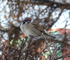 Passer montanus