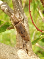 Conoderus fuscofasciatus