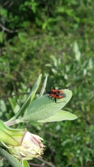 Calocoris nemoralis