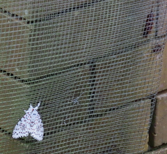 Lymantria nephrographa