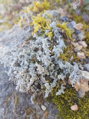 Stereocaulon paschale