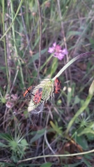 Calocoris nemoralis
