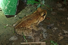 Rhinella crucifer