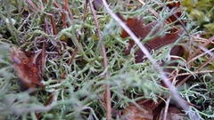 Cladonia furcata