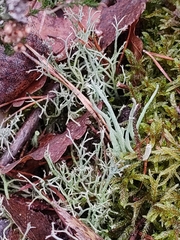 Cladonia furcata