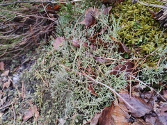 Cladonia furcata
