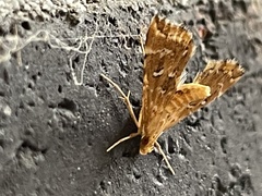 Musotima nitidalis