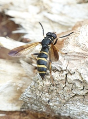 Temnostoma bombylans