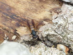 Temnostoma bombylans