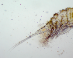 Colacium vesiculosum