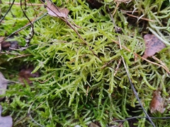 Pseudoscleropodium purum