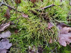 Pseudoscleropodium purum
