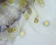 Colacium vesiculosum