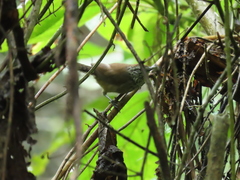 Pheugopedius sclateri