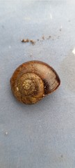 Austrorhytida capillacea
