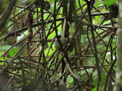 Pheugopedius sclateri