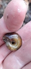 Austrorhytida capillacea