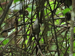 Pheugopedius sclateri